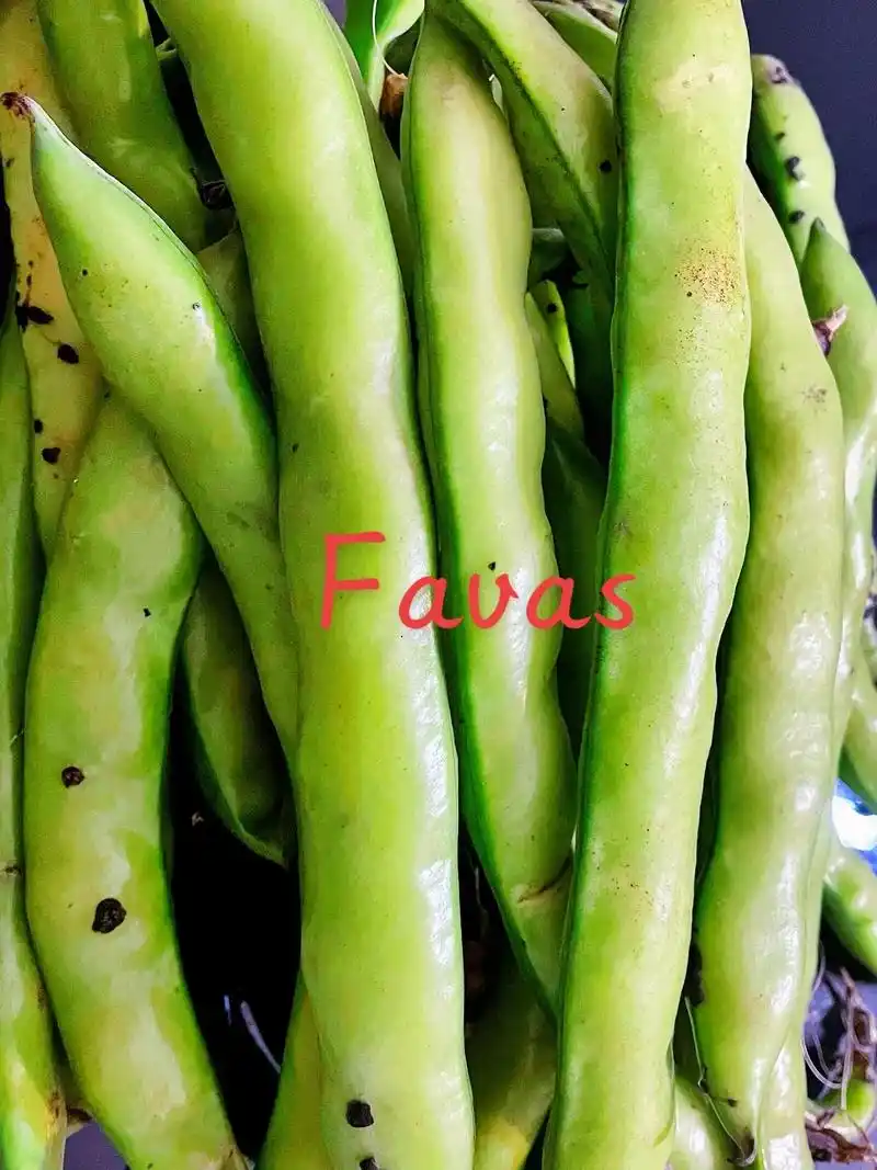 favas蚕豆