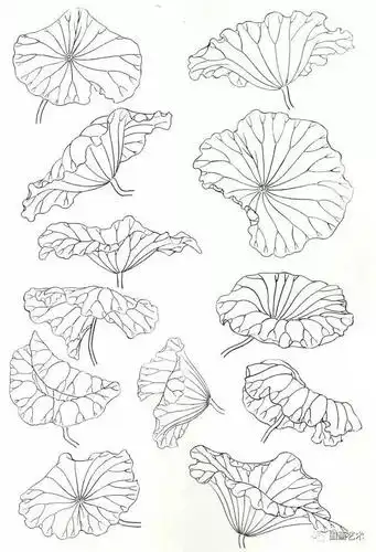 工笔荷叶的各种画法图文详解,工笔画荷花步骤,工笔荷花染色教程