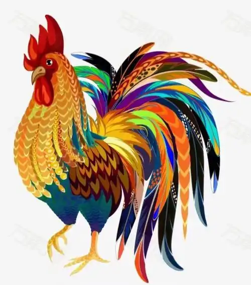 大公鸡最美丽