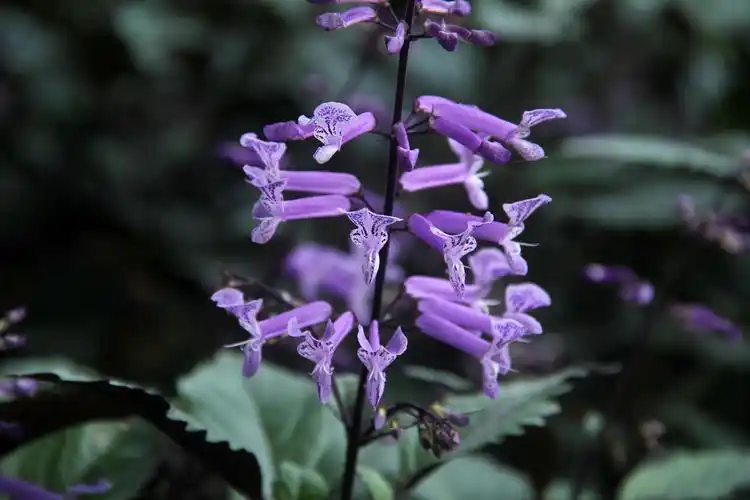 "香草之后"---莫纳熏衣草