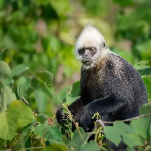吃树叶的白头叶猴