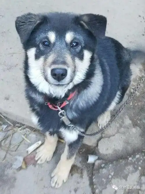 家狗,柴狗,二狼狗是正宗的家养土狗绝对看家护院的好狗