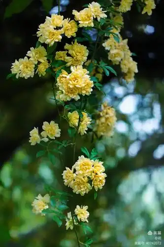 芳香馥郁的黄木香