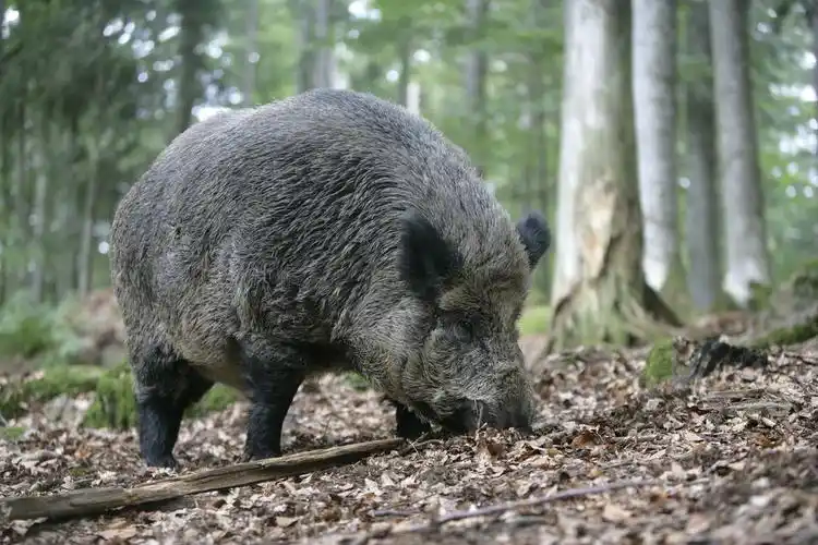 野猪,一个,哺乳动物,木头,德国