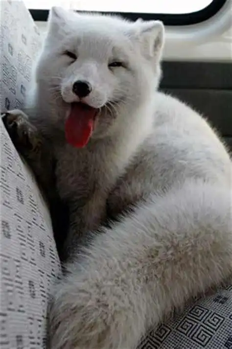 白面狸营养价值白面的营养价值2022已更新今日图集