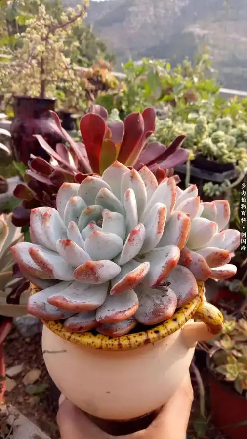 菲欧娜,夏季状态尤为惊艳!