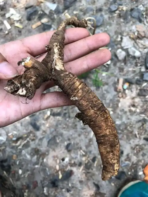 新鲜出土的明党参