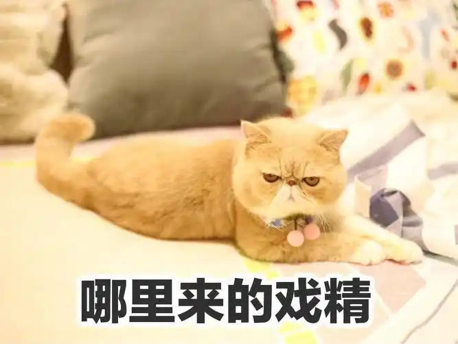 小猫咪gif萌宠gif注视gif哪里来的戏精gif讯飞gif