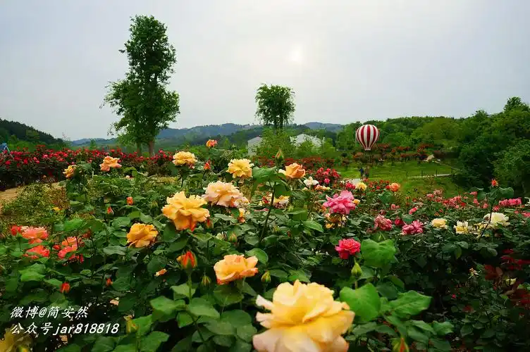 巾帼英雄木兰故里公交3元可抵达的玫瑰花海