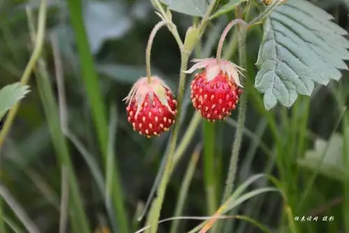 生活 八月兴安岭 野果飘香 写美篇没吃过野果,就不能说自己在大兴安岭