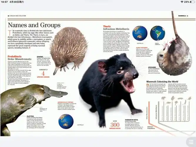 dk彩版哺乳动物