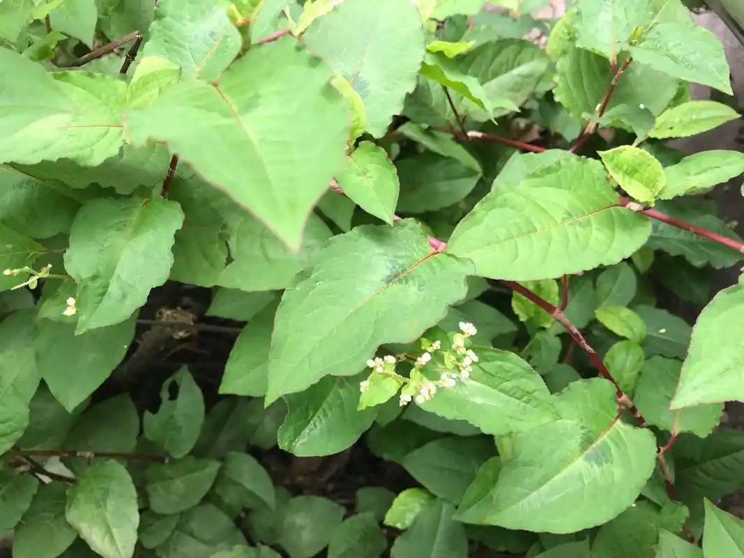 火碳母的功效与作用(火炭母功效与作用主治)-我的快乐小窝