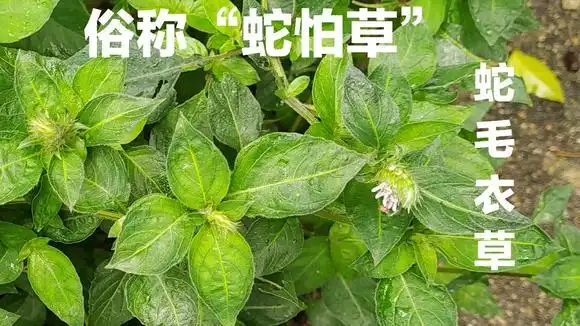 植物蛇毛衣草,俗称"蛇怕草",村民上山时摘两片叶放口袋