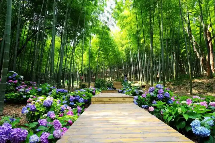 绣球花开得正旺,抓紧时间去拍照!