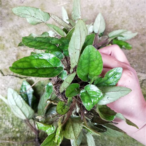 杏香兔儿风金边兔耳,朝天一柱香,天青地白,兔耳草--爱鉴花 智能清新