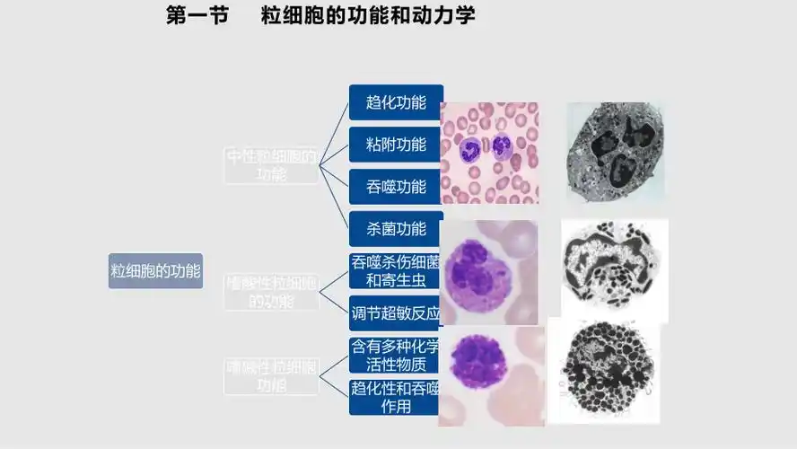 白细胞检验基础理论