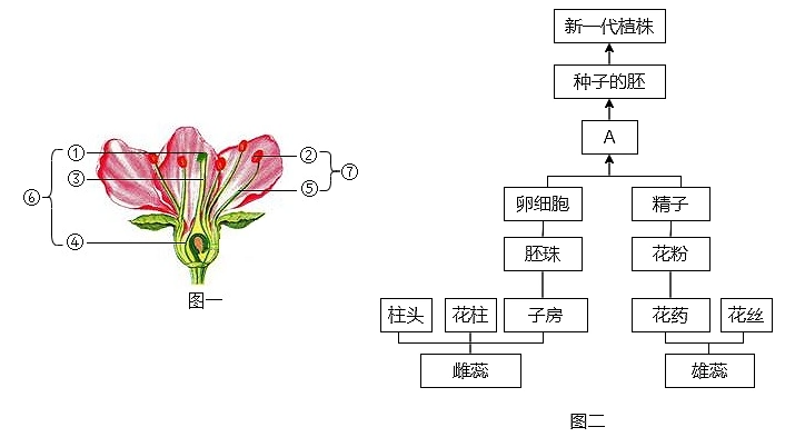 如图是桃花的结构和果实的结构示意图请据图回答下列问题