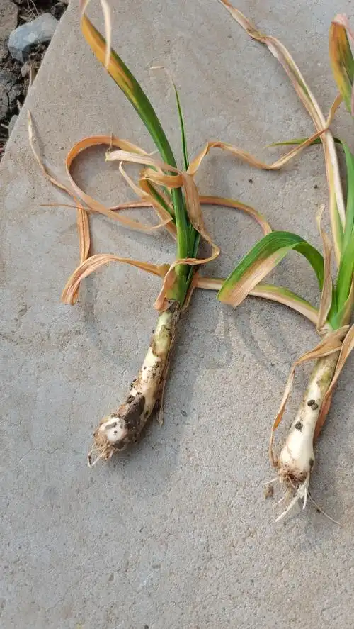 大蒜根腐病该如何科学防治听听农极客技术老师怎么说