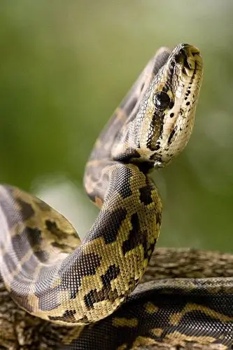 蛇目·原蛇亚目·蟒蛇科:非洲岩蟒