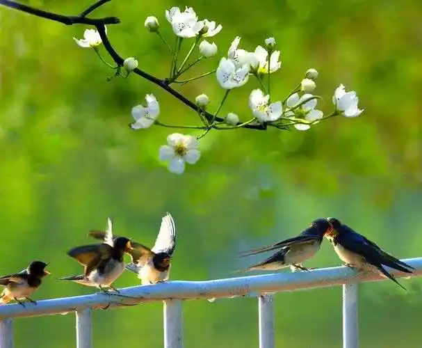 春天来了,花儿开了,小燕子飞回来了.它们一只只翩翩起舞, 欢声放歌.