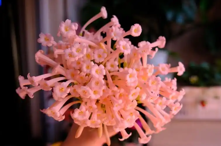 秋冬适合养垂筒花冬春就有花看花朵又美又香新手也能养