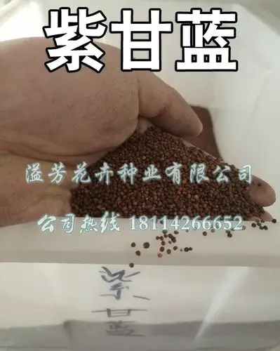 紫甘蓝种子 包菜种子 洋白菜种子 中早熟 紫红色 蔬菜种子 菜园用