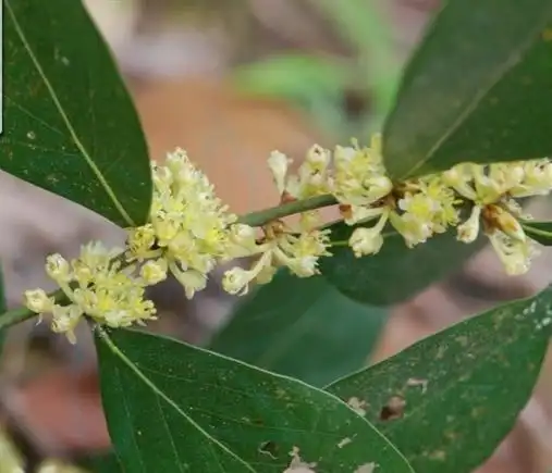 多用途经济树种——香叶树