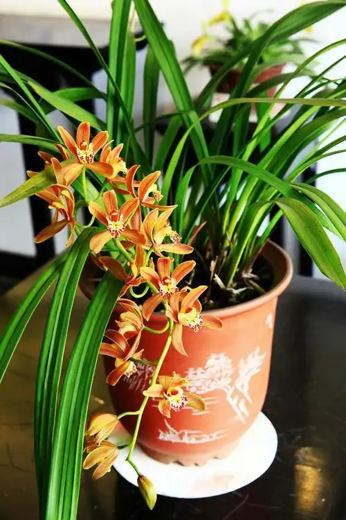 中山公园兰花展《原摄》