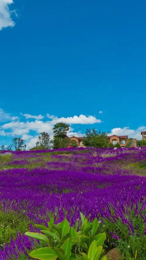 唯美梦幻的薰衣草花海1080x1920分辨率查看