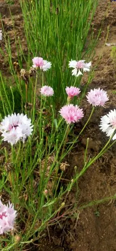 德国国花:矢车菊