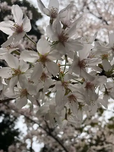 日本樱花品种繁多