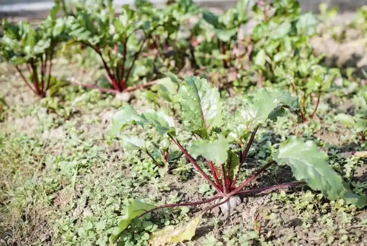 甜菜根苏州震泽农场