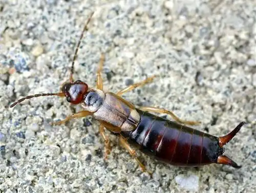 蠼螋是怎么到家里来的