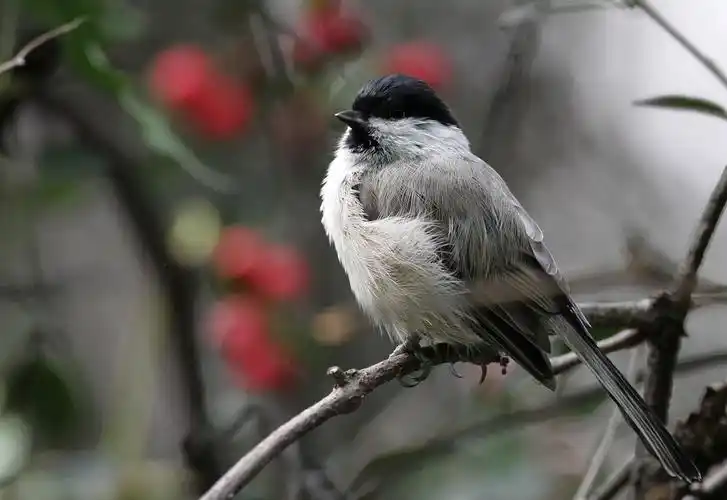 逃逸的小鸟儿----"红子"
