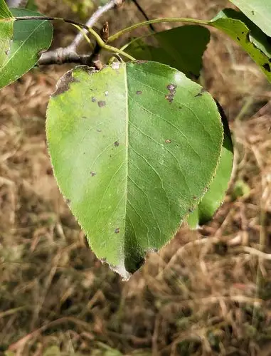 主要症状黑斑病主要对梨树的叶片,新梢和果实产生危害.