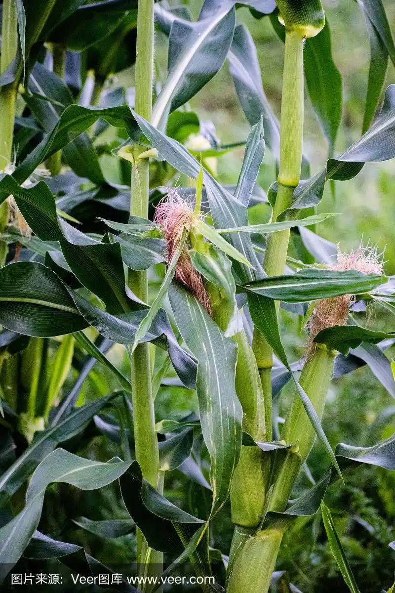 成熟的玉米.在玉米地里种植玉米.年轻的玉米.