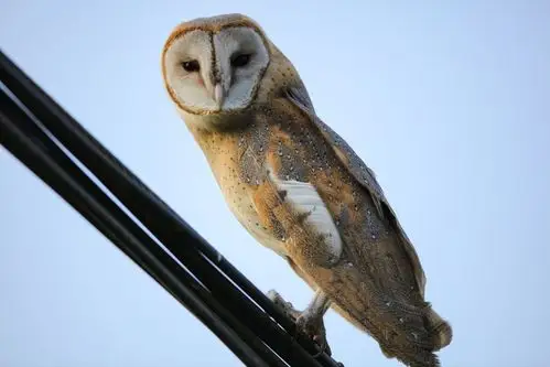 美丽保山:隆阳丙麻发现国家二级重点野生保护动物——仓鸮