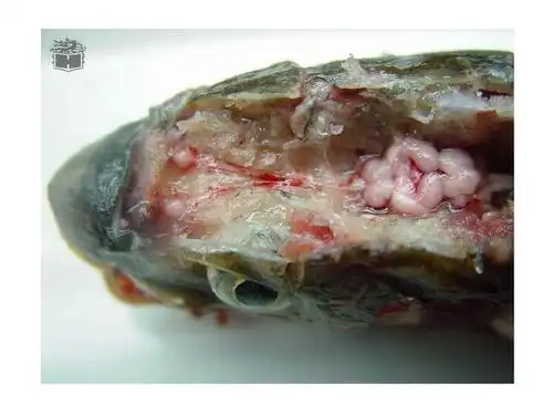 鱼类学实验-解剖图ppt