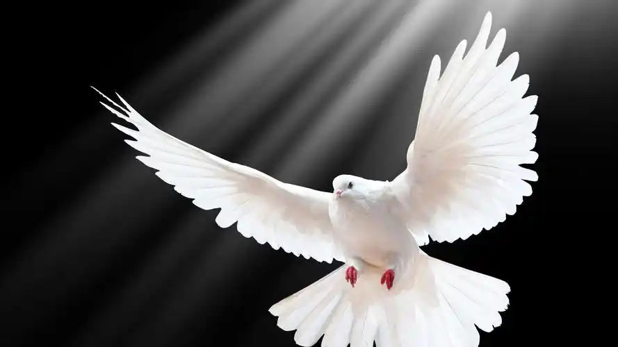 壁纸 白色的鸽子飞行,翅膀,黑色的背景,光线