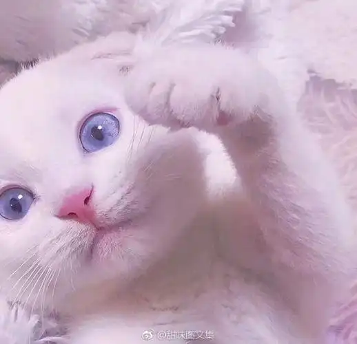 配图 猫图 潮流 粉系 萌萌哒