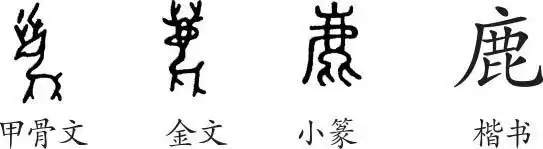 "鹿"是象形字.甲骨文像一只鹿,头上还长着很漂亮的鹿角.金文大致相同.