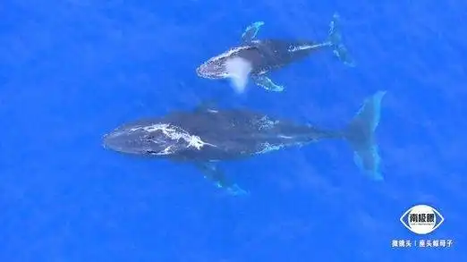 微镜头治愈南极座头鲸母子同游