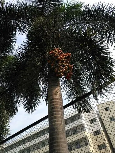 椰王树上结满了棕红色的果实,应该不能吃吧,要不然地上满地