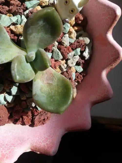 多肉叶片上长了黄色的斑,是晒伤了吗?之前有放到太阳下晒过(_)