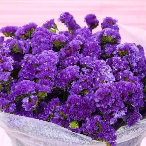 紫色勿忘我鲜花生日礼物批发居家花卉