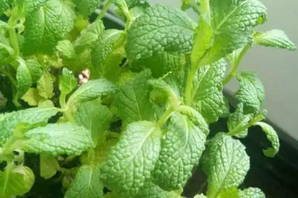 野薄荷和薄荷的区别薄荷的图片