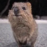 短尾矮袋鼠高清头像_微信头像图片大全