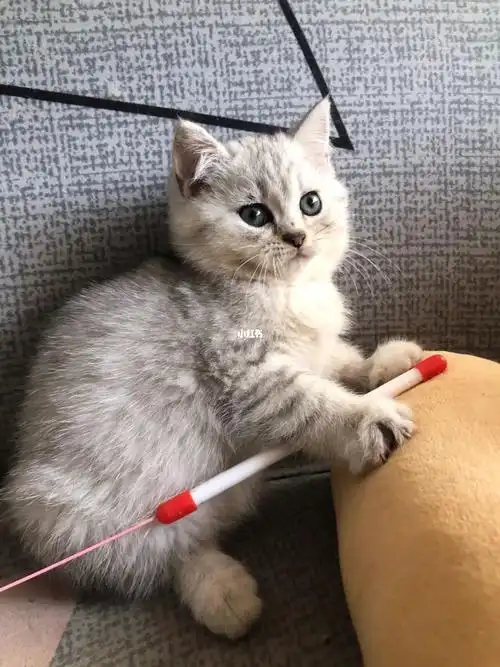 急出英短银渐层520一只