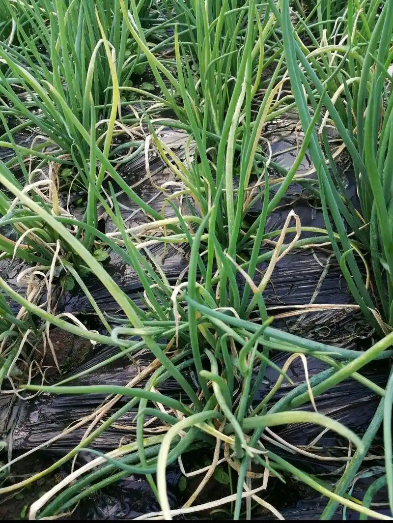 大葱疫病适宜高温高湿的环境,温度为1 - 抖音