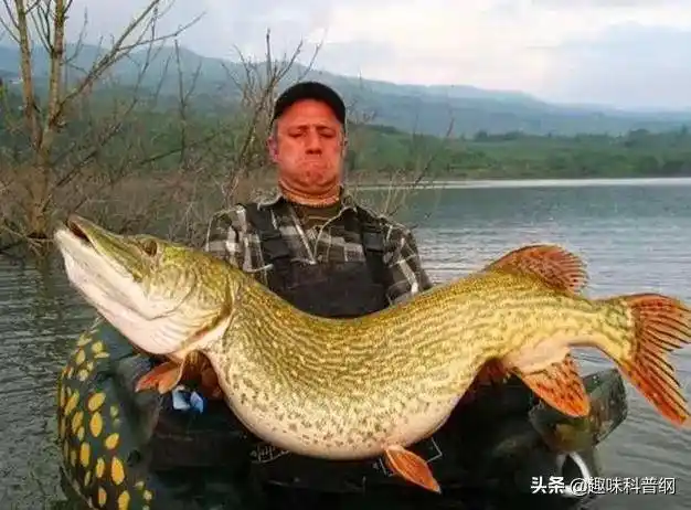 狗鱼图片(凶猛狡猾的狗鱼)